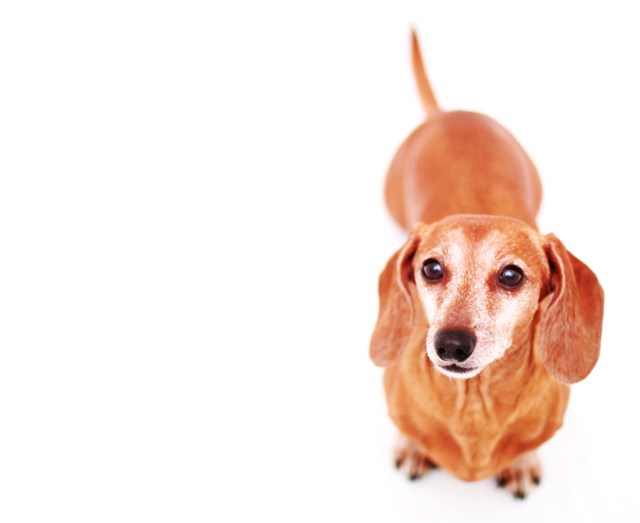 Rufus | January 2013. Photo by: Johnny Ortez-Tibbels