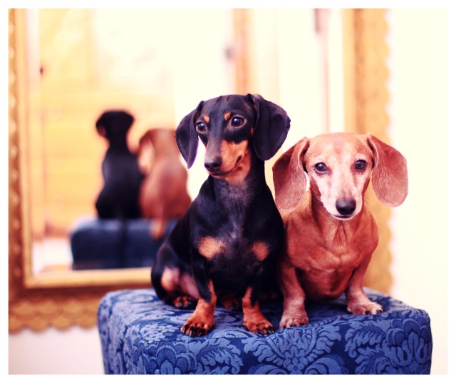 Emily & Rufus | January 2013.  Photo by: Johnny Ortez-Tibbels 