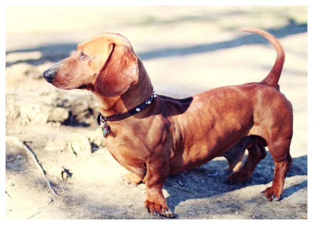 Ernie | January 2013.  Photo by: Johnny Ortez-Tibbels 