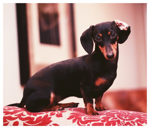 Emily | January 2013.  Photo by: Johnny Ortez-Tibbels 