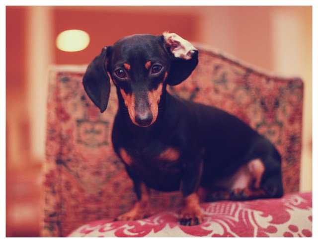 Emily | January 2013.  Photo by: Johnny Ortez-Tibbels 