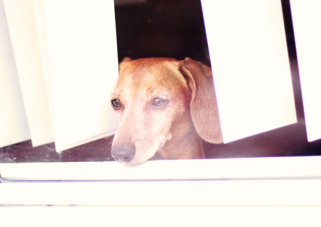 Rufus | January 2013.  Photo by: Johnny Ortez-Tibbels 