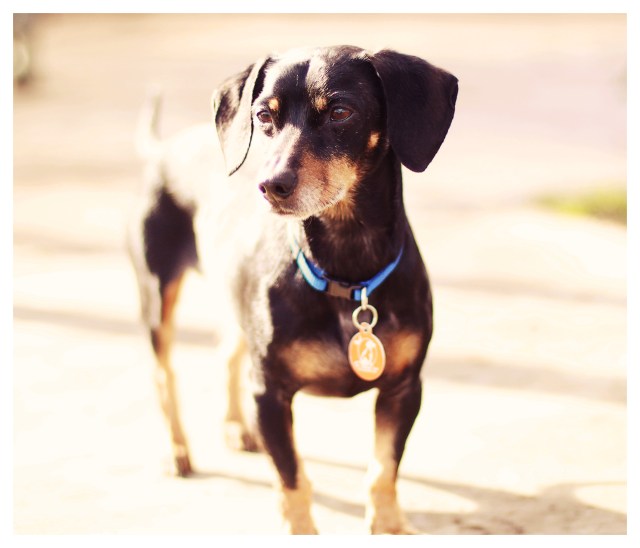 SoCal doxie rescue | January 2013.  Photo by: Johnny Ortez-Tibbels 