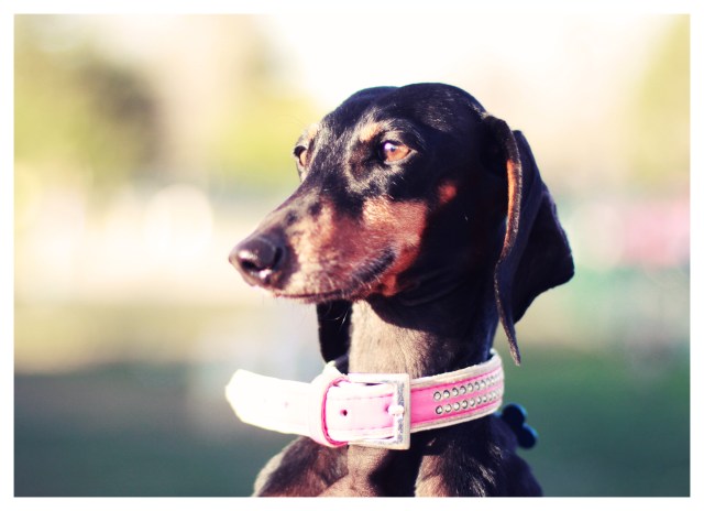 Lucy | January 2013.  Photo by: Johnny Ortez-Tibbels 