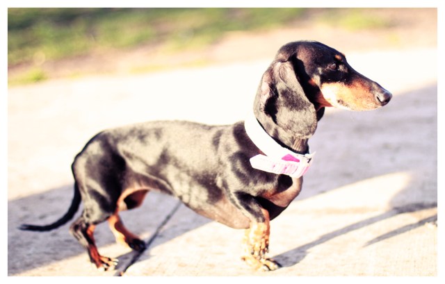 Lucy | January 2013.  Photo by: Johnny Ortez-Tibbels 