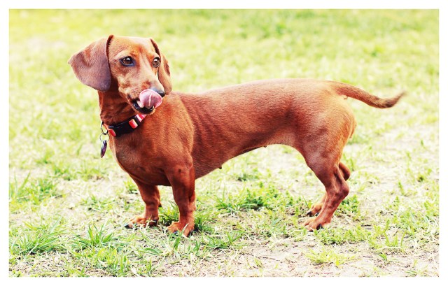 Gracie | March 2012. Photo by: Johnny Ortez-Tibbels