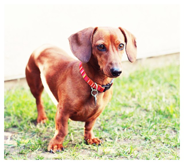 Gracie | March 2012. Photo by: Johnny Ortez-Tibbels