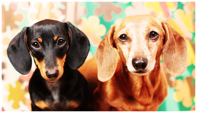 Emily & Rufus | March 2012.  Photo by: Johnny Ortez-Tibbels 