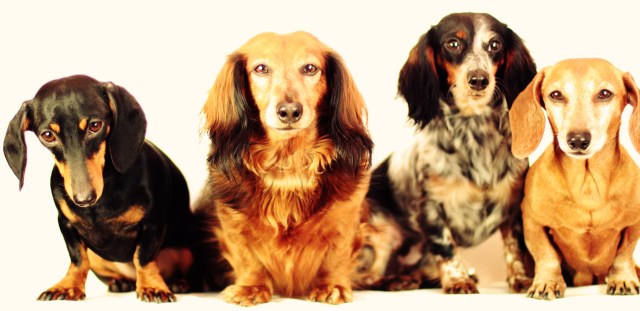 Emily, Ryker, Kyrra & Rufus | January 2013.  Photo by: Johnny Ortez-Tibbels 