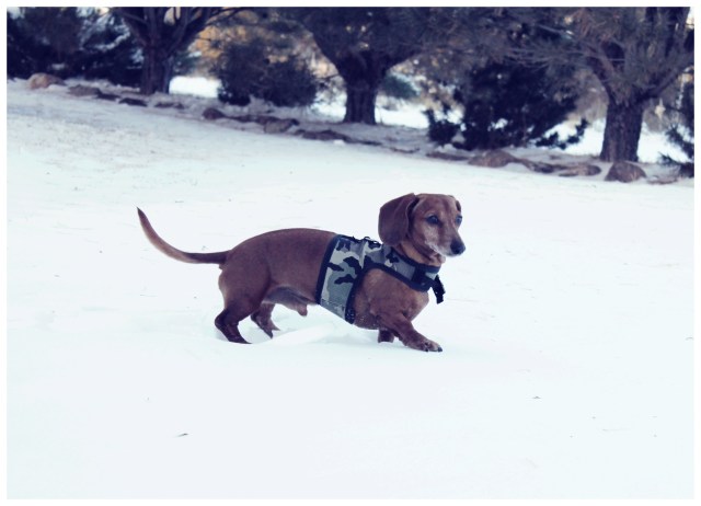 Rufus | January 2011. Photo by: Johnny Ortez-Tibbels