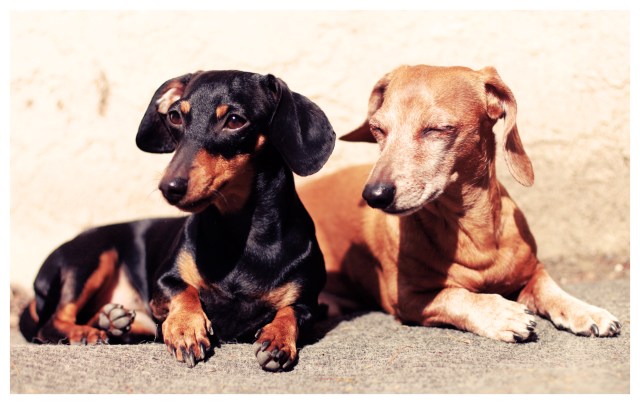 Emily & Rufus | February 2013.  Photo by: Johnny Ortez-Tibbels 