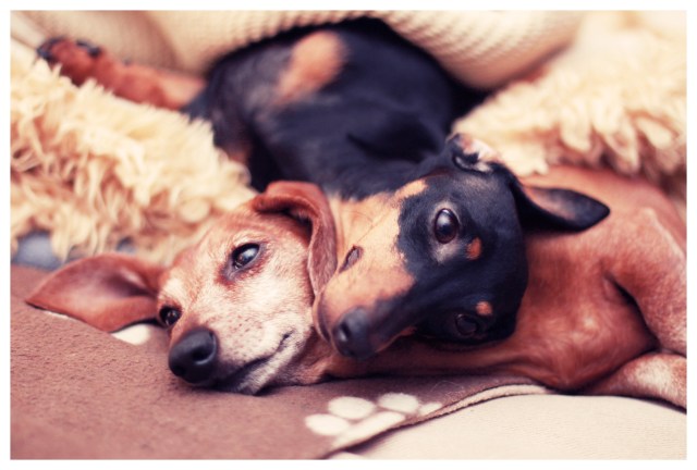 Emily & Rufus | February 2013.  Photo by: Johnny Ortez-Tibbels 