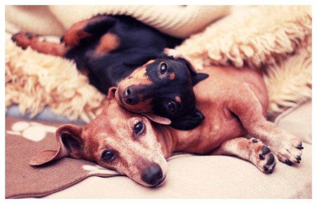 Emily & Rufus | February 2013.  Photo by: Johnny Ortez-Tibbels 