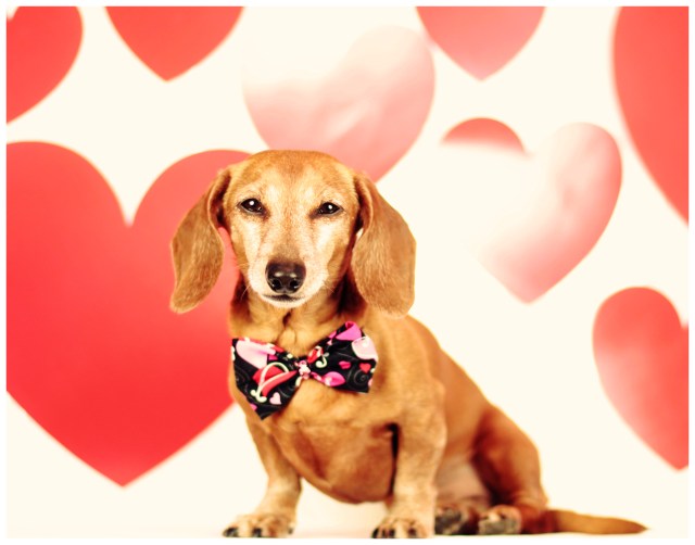 Rufus | February 2013.  Photo by: Johnny Ortez-Tibbels 