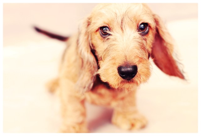 Wirehair Puppy | March 2012. Photo by: Johnny Ortez-Tibbels