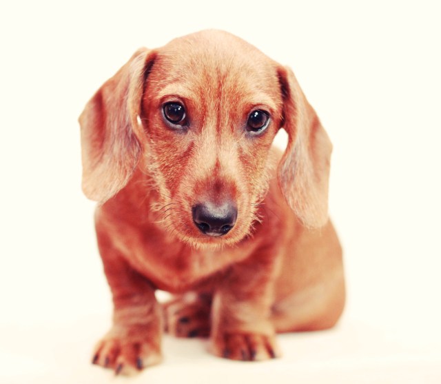 Wirehair Puppy | March 2012. Photo by: Johnny Ortez-Tibbels
