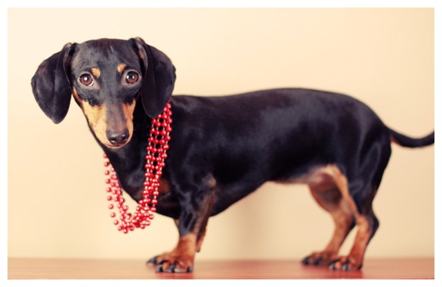 Emily | February 2013.  Photo by: Johnny Ortez-Tibbels 