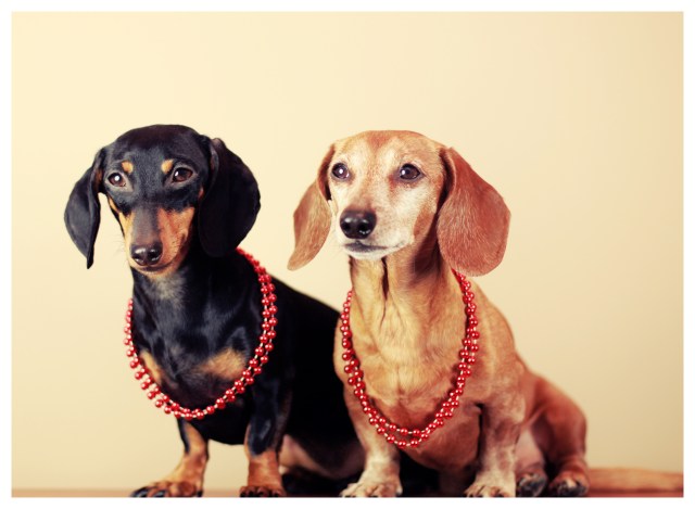 Emily & Rufus | February 2013.  Photo by: Johnny Ortez-Tibbels 