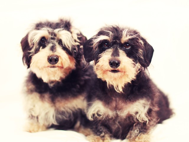 Sammy & Sophie | February 2013.  Photo by: Johnny Ortez-Tibbels 