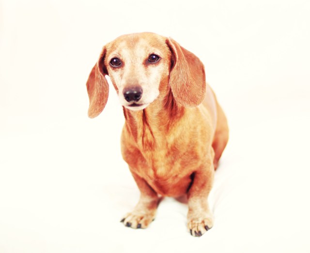 Rufus | February 2013.  Photo by: Johnny Ortez-Tibbels ©