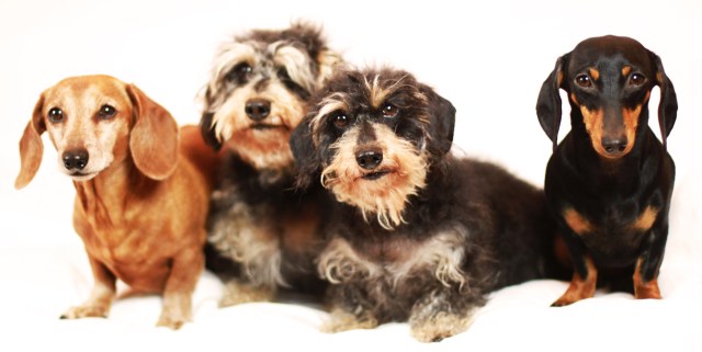 Rufus, Sammy, Sophie & Emily | February 2013.  Photo by: Johnny Ortez-Tibbels 