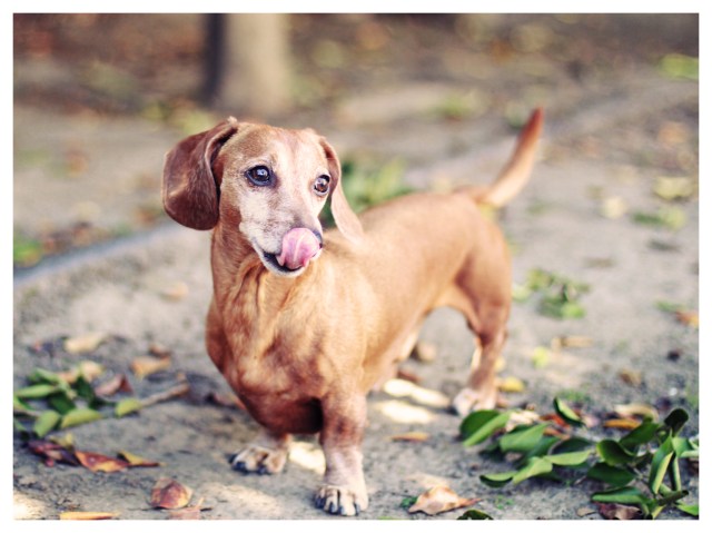 Rufus | February 2013.  Photo by: Johnny Ortez-Tibbels 