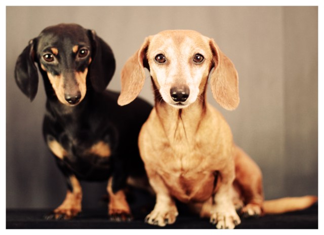 Emily & Rufus | February 2013. Photo by: Johnny Ortez-Tibbels