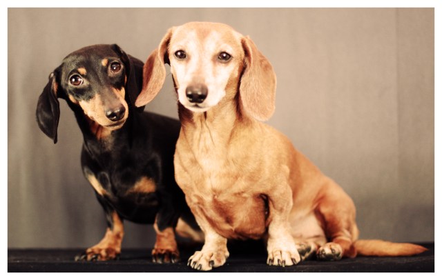 Emily & Rufus | February 2013. Photo by: Johnny Ortez-Tibbels