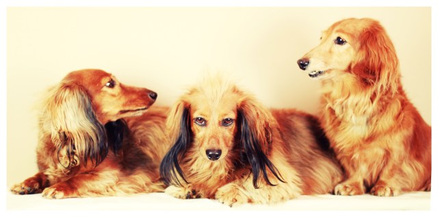 Kayla, Daisy & Sammy | February 2013.  Photo by: Johnny Ortez-Tibbels 