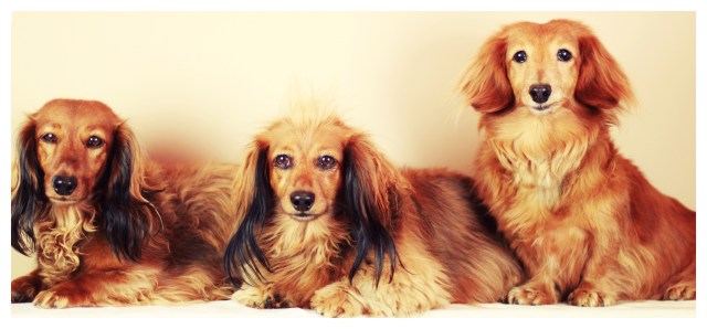 Kayla, Daisy & Sammy | February 2013.  Photo by: Johnny Ortez-Tibbels 