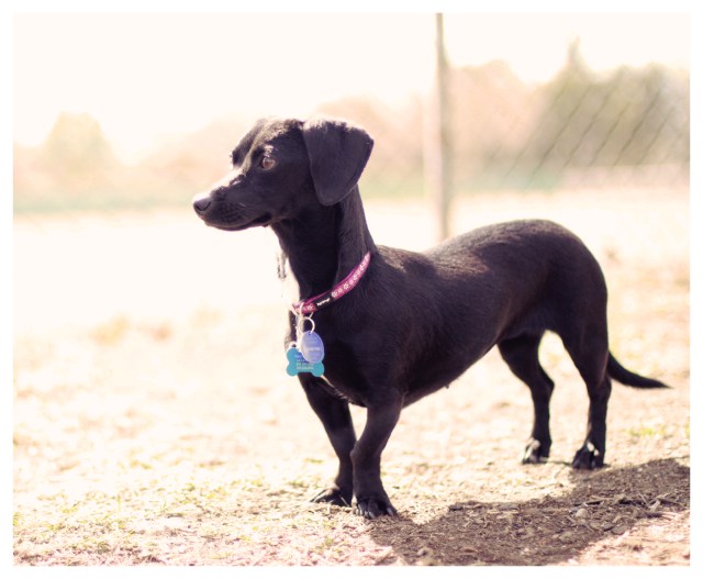 Doxie Rescue | February 2013.  Photo by: Johnny Ortez-Tibbels ©