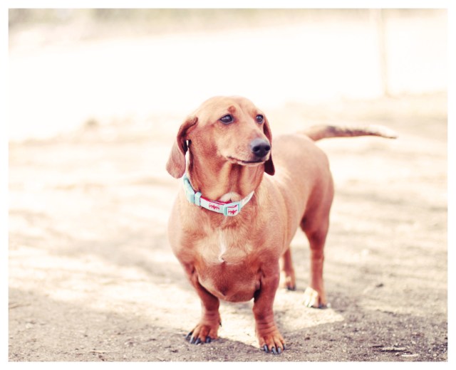 Doxie Rescue | February 2013.  Photo by: Johnny Ortez-Tibbels ©