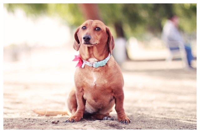 Doxie Rescue | February 2013.  Photo by: Johnny Ortez-Tibbels ©