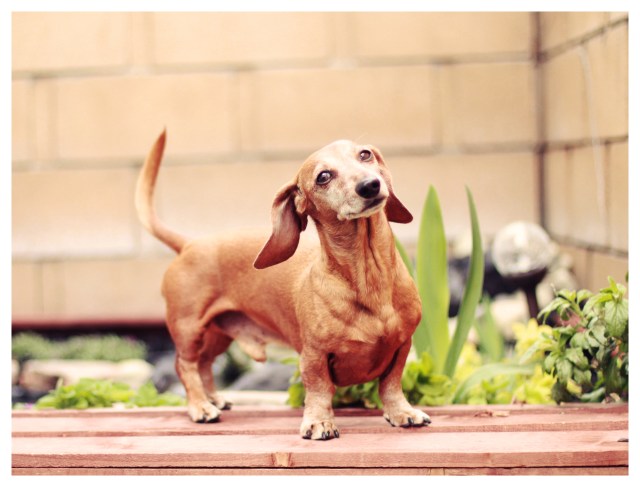 Rufus | February 2013.  Photo by: Johnny Ortez-Tibbels ©