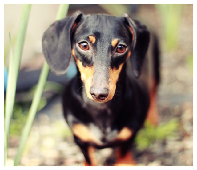 Emily | February 2013.  Photo by: Johnny Ortez-Tibbels ©