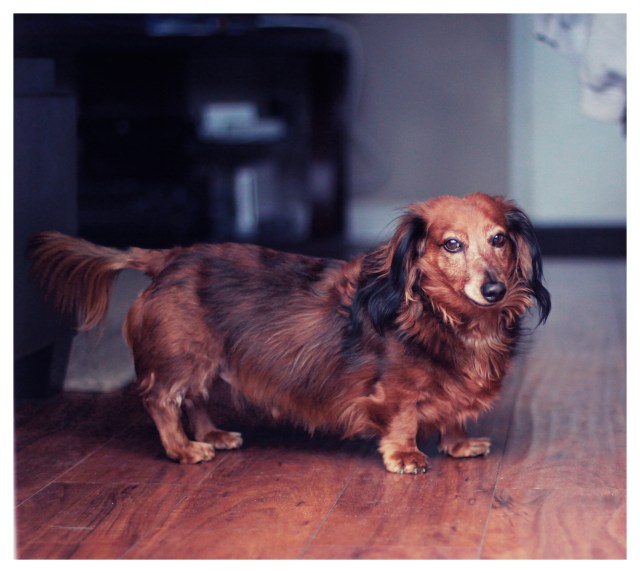 Ryker | February 2013.  Photo by: Johnny Ortez-Tibbels ©