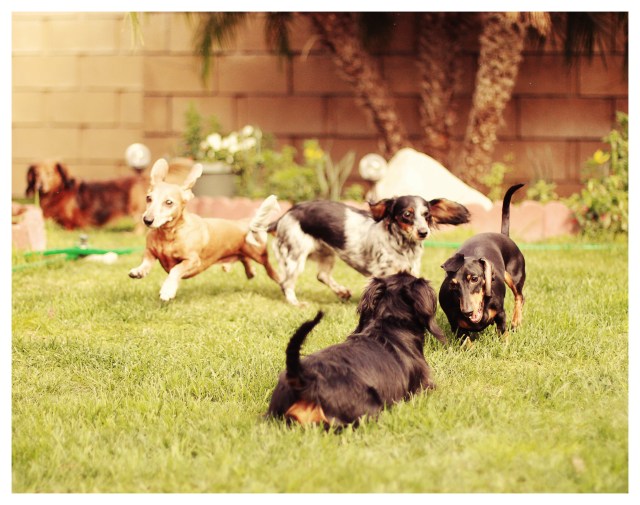 Doxies at Play | February 2013.  Photo by: Johnny Ortez-Tibbels ©