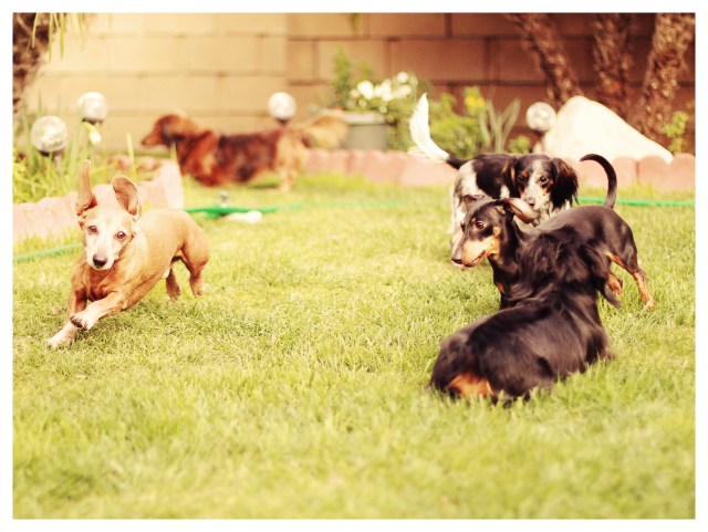 Doxies at Play | February 2013.  Photo by: Johnny Ortez-Tibbels ©