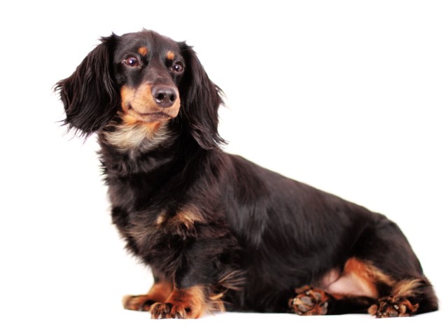 Jorde | February 2013.  Photo by: Johnny Ortez-Tibbels ©