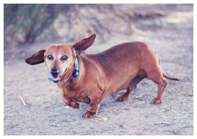 George | February 2013.  Photo by: Johnny Ortez-Tibbels ©