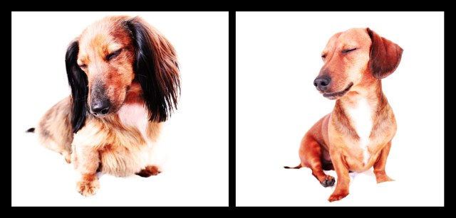 Bella & Peanut | April 2011.  Photo by: Johnny Ortez-Tibbels ©