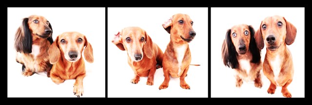 Bella, Peanut & Rufus | April 2011.  Photo by: Johnny Ortez-Tibbels ©