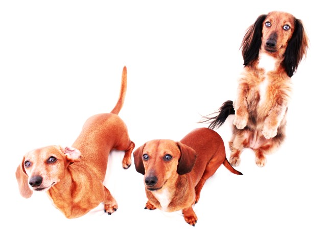 Rufus, Peanut & Bella | April 2011.  Photo by: Johnny Ortez-Tibbels ©