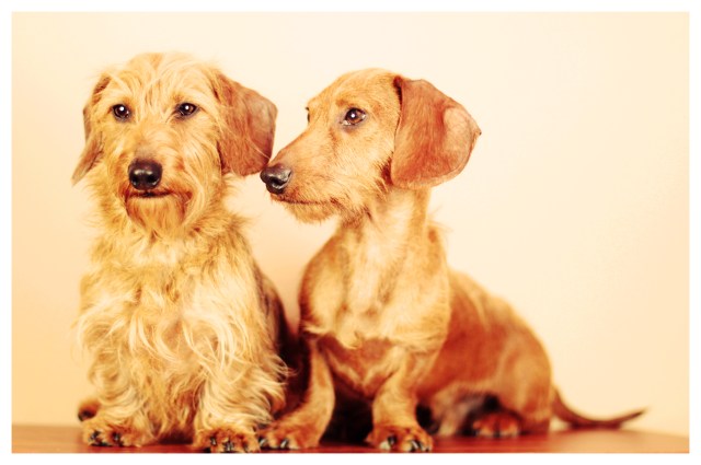 Harold & Benny | February 2013.  Photo by: Johnny Ortez-Tibbels ©