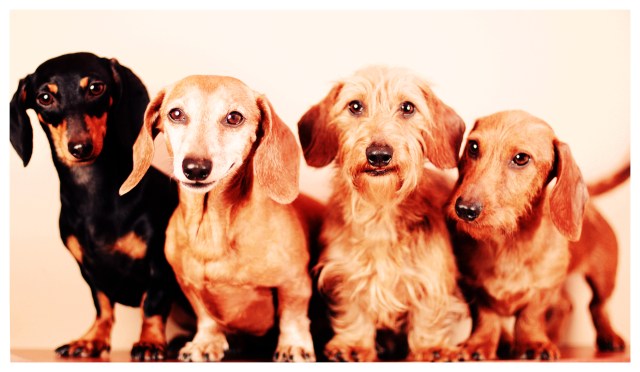 Emily, Rufus, Harold & Benny | February 2013.  Photo by: Johnny Ortez-Tibbels ©