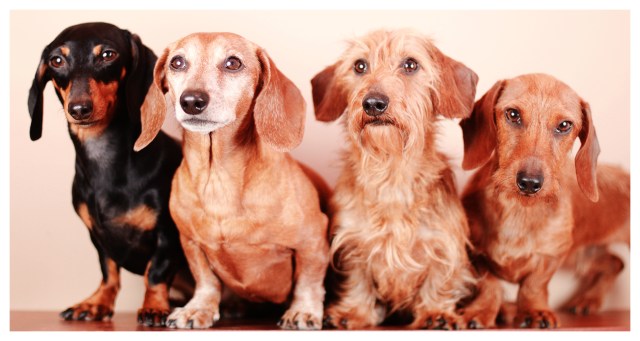 Emily, Rufus, Harold & Benny | February 2013.  Photo by: Johnny Ortez-Tibbels ©