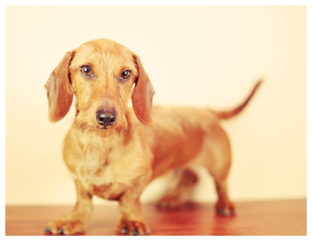 Benny | February 2013. Photo by: Johnny Ortez-Tibbels ©