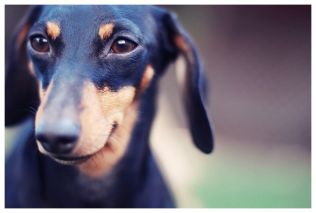 Emily | March 2013.  Photo by: Johnny Ortez-Tibbels ©