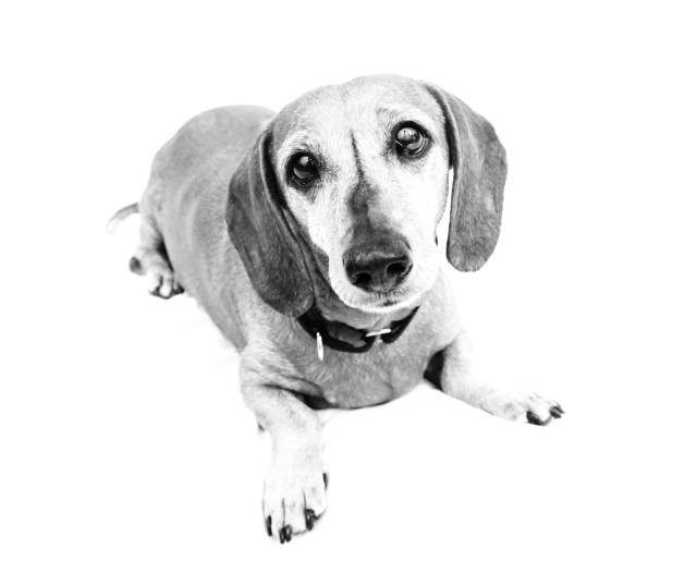 dachshund, doxies, RIP