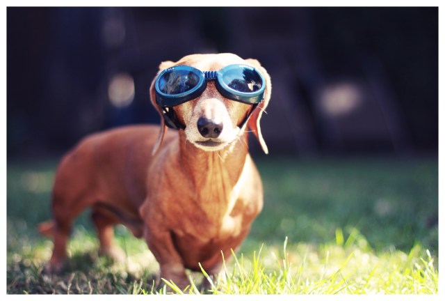 Rufus | March 2013.  Photo by: Johnny Ortez-Tibbels ©